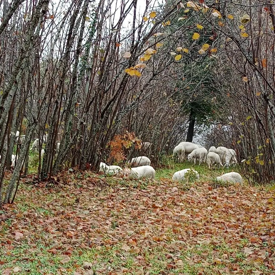 Alloggio per agriturismo Agriturismo La Caraffara sull' Etna Puntalazzo