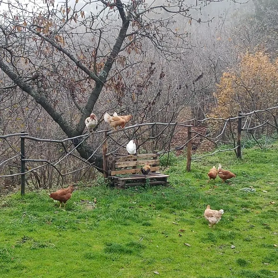 Farm stay Agriturismo La Caraffara Sull' Etna Puntalazzo Italy